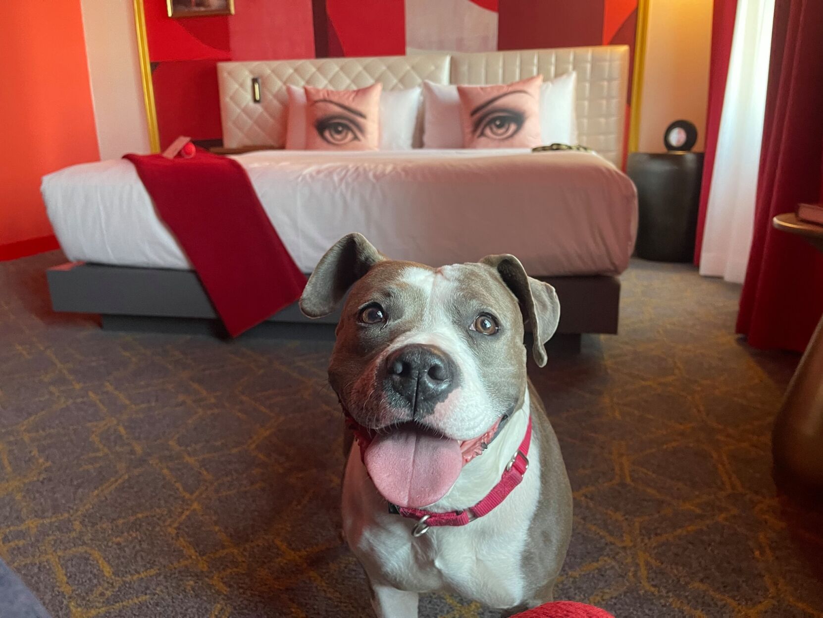 Photo courtesy of Stray Rescue of St. Louis